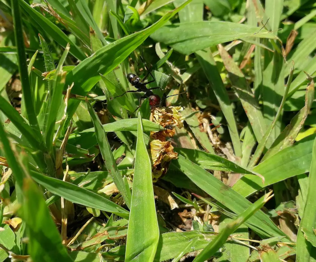 Ameisen auf Futtersuche 2 - Grecotel Royal Park Marmari (Urlaub 2018)