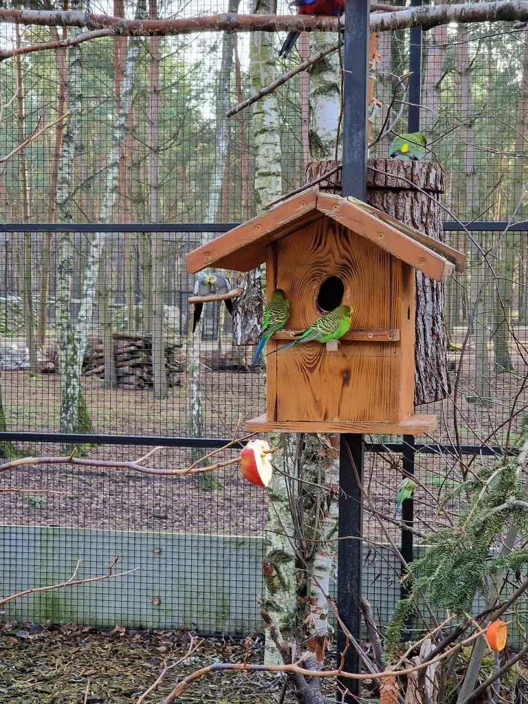 Tierpark Germendorf Dezember 2022 - Wellensittiche