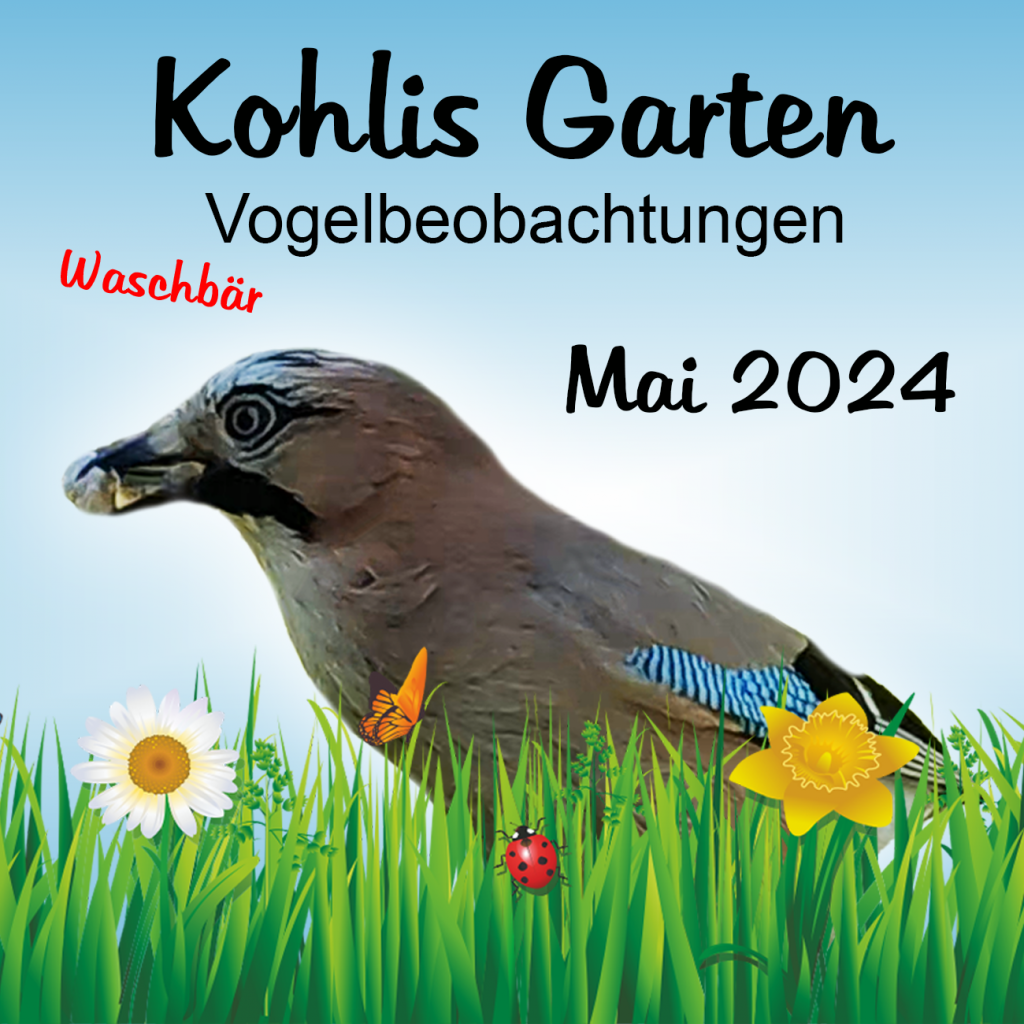 Futterplatz am Kirschbaum - Vogelbeobachtungen in Kohlis Garten (Mai 2024)