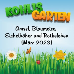Vogelbeobachtung in Kohlis Garten - Amsel, Blaumeise, Eichelhäher und Rotkelchen (18. März 2023)