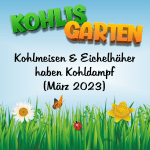 Vogelbeobachtung in Kohlis Garten - Blaumeisen und Eichelhäher haben Kohldampf (19. März 2023)