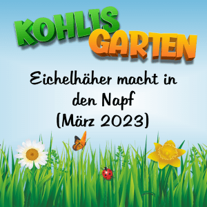 Vogelbeobachtung in Kohlis Garten - Eichelhäher macht in den Napf (20. März 2023)