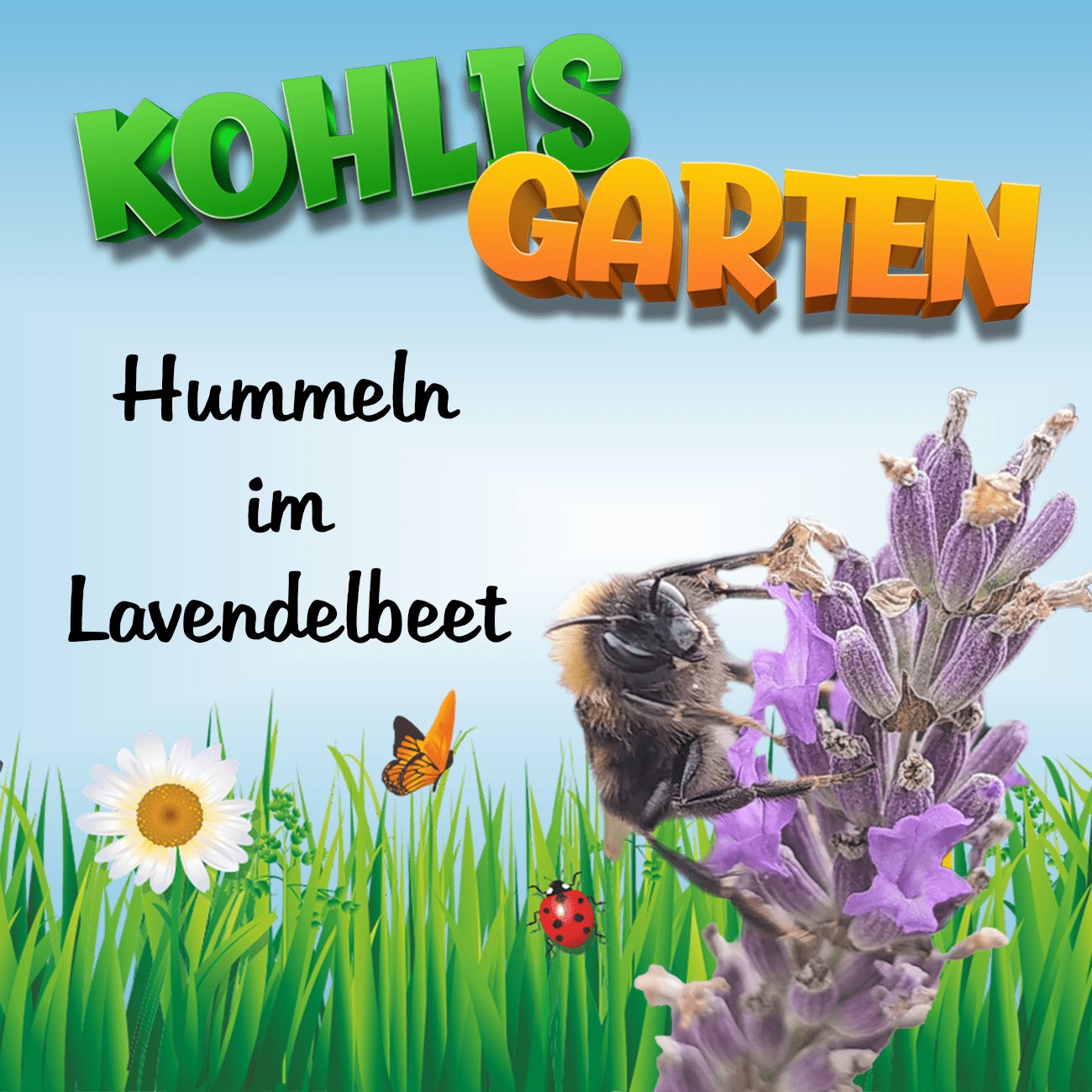 Hummeln im Lavendelbeet in Kohlis Garten (Sommer 2023)