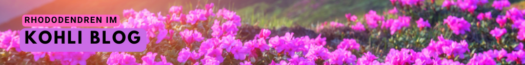 Rhododendron im Kohli Blog