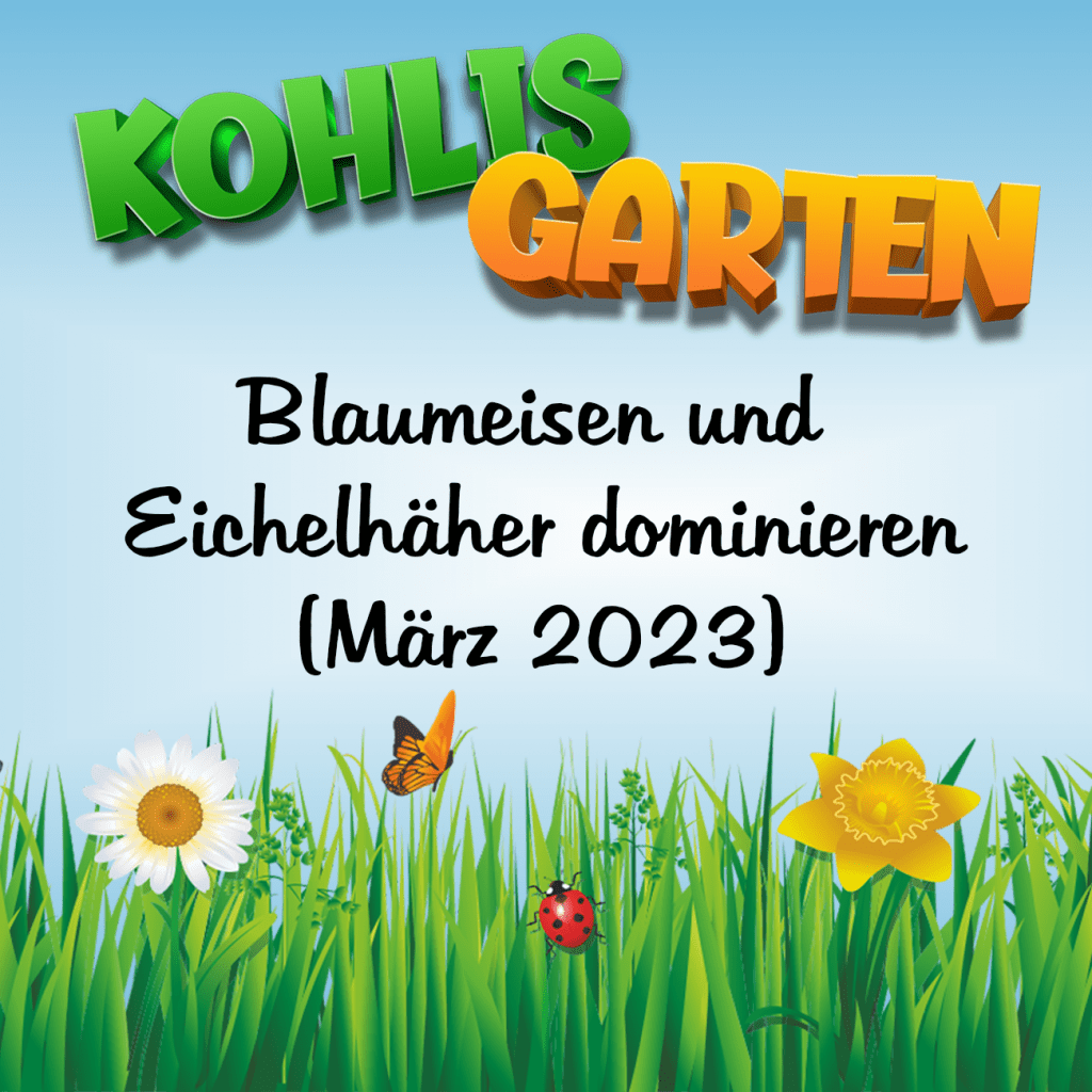 Vogelbeobachtung in Kohlis Garten - Blaumeisen und Eichelhäher dominieren (März 2023)