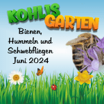Bienen, Hummeln und Schwebfliegen in Kohlis Garten (Juni 2024)