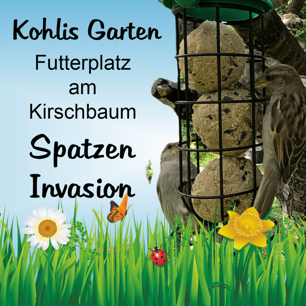 Futterplatz am Kirschbaum - Spatzen-Invasion (August 2023)