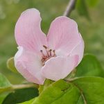 Die stille Lehre der Quitte: Vom Blühen und Fruchtlossein